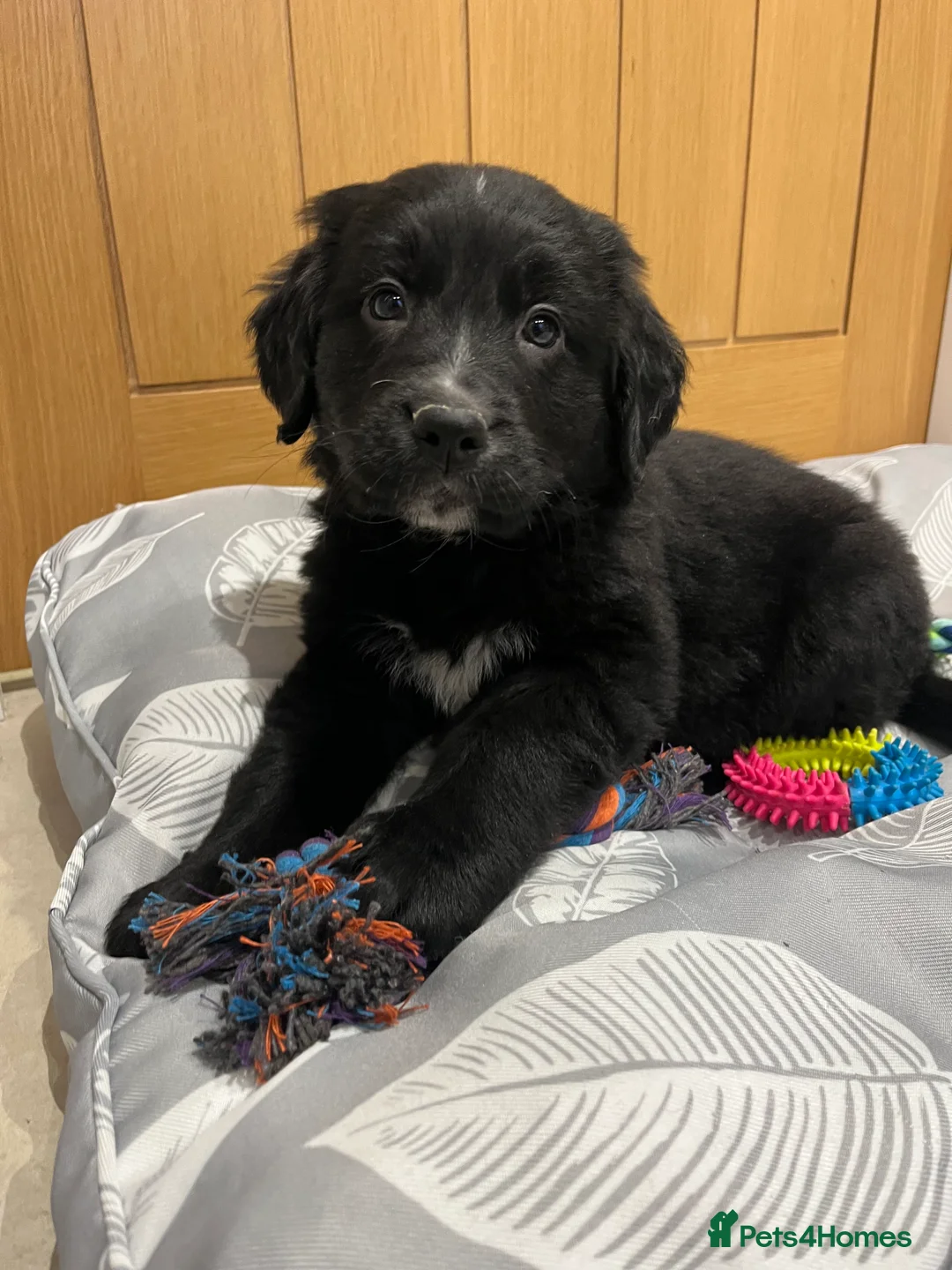 Golden Retriever dogs for sale: Beautiful Bernese Mountain Dog x Golden Retrievers - Advert 35