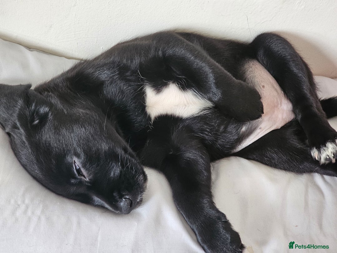 Labrador Retriever dogs for sale: Labrador female 10 months - Image 7
