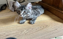 Ragcoon cats for sale: Polydactyl Ragcoons!  in Shepton Mallet - Image 5