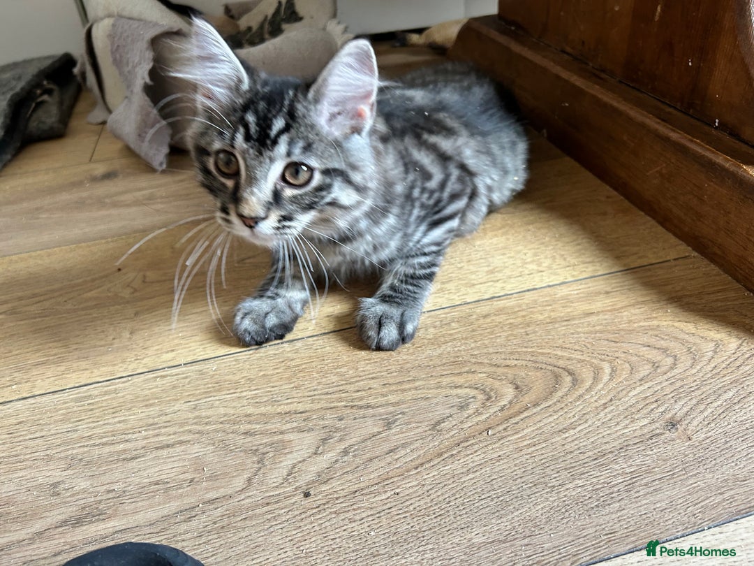 Ragcoon cats for sale: Polydactyl Ragcoons!  in Shepton Mallet - Image 5