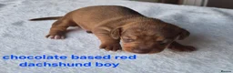 Dachshund dogs for sale: Miniature dachshunds smooth haired puppies - Advert 21