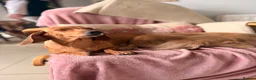 Miniature Dachshund dogs for sale: Miniature long and smooth dachshund pups in Castleford - Advert 17