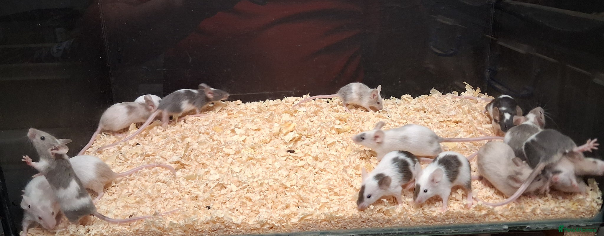 Mixed Breed reptiles Baby Fancy Pet Mice Females  - Advert 2