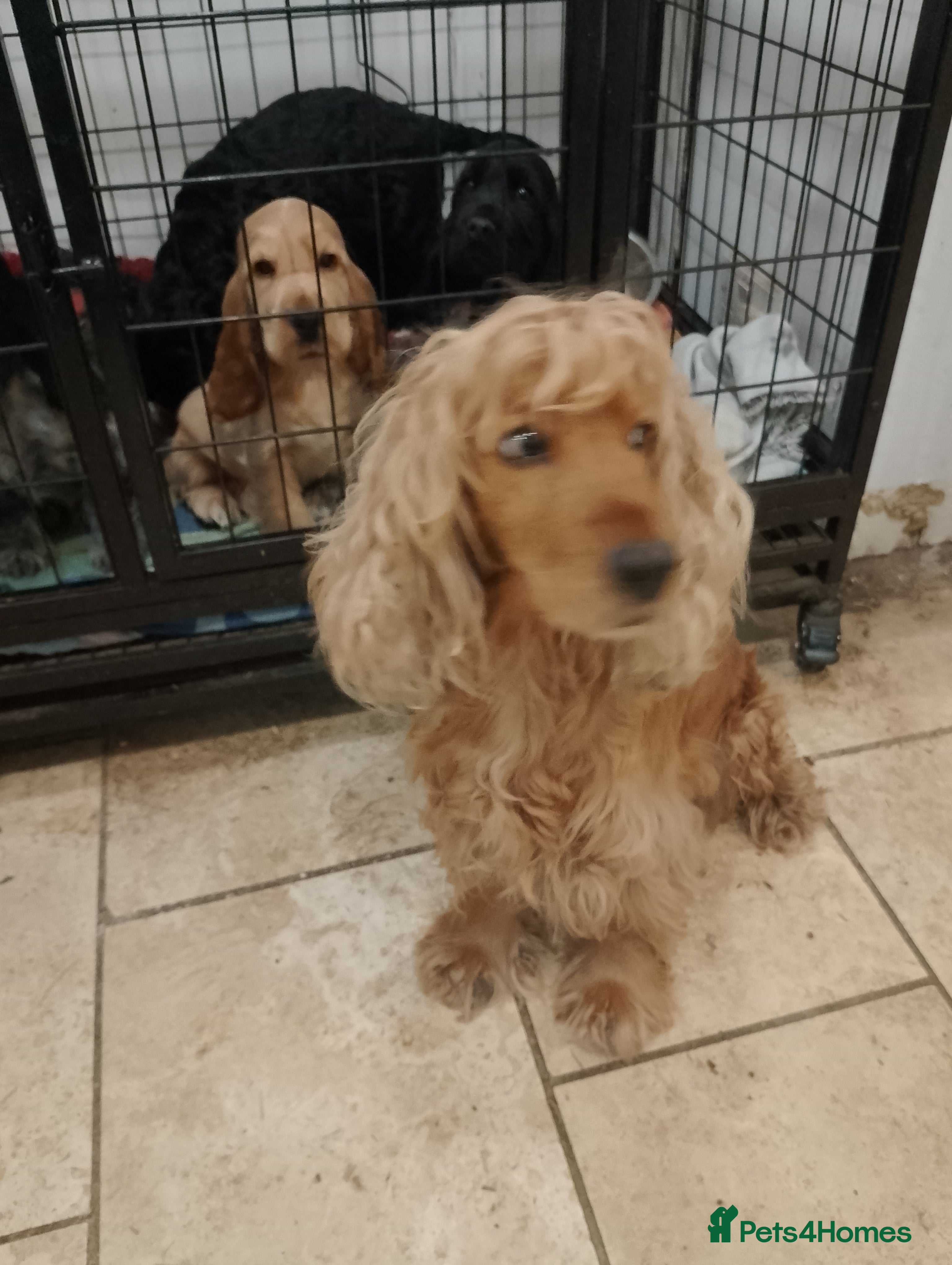 Cocker Spaniel dogs Adult Red Show Cocker girl KC Registered - Advert 4