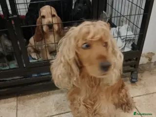 Cocker Spaniel dogs Adult Red Show Cocker girl KC Registered - Advert 4