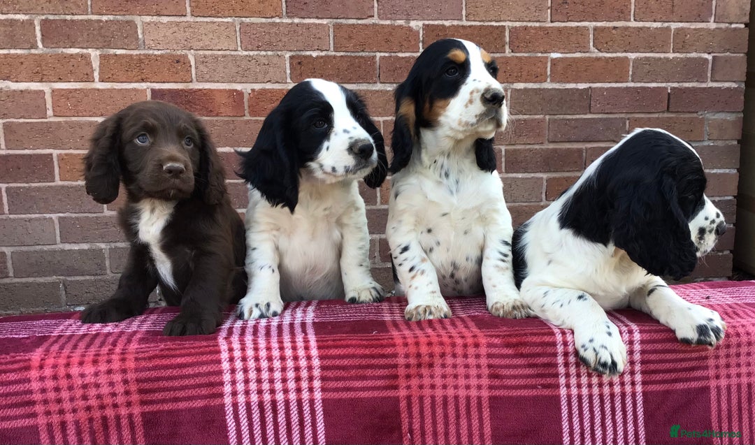 Cocker Spaniel dogs for stud: MERLIN…FOR STUD ONLY - Advert 14