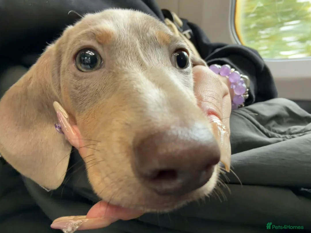 Miniature Dachshund dogs for sale: 6-Month Isabella Dachshund Girl Seeking 4ever Home - Advert 2