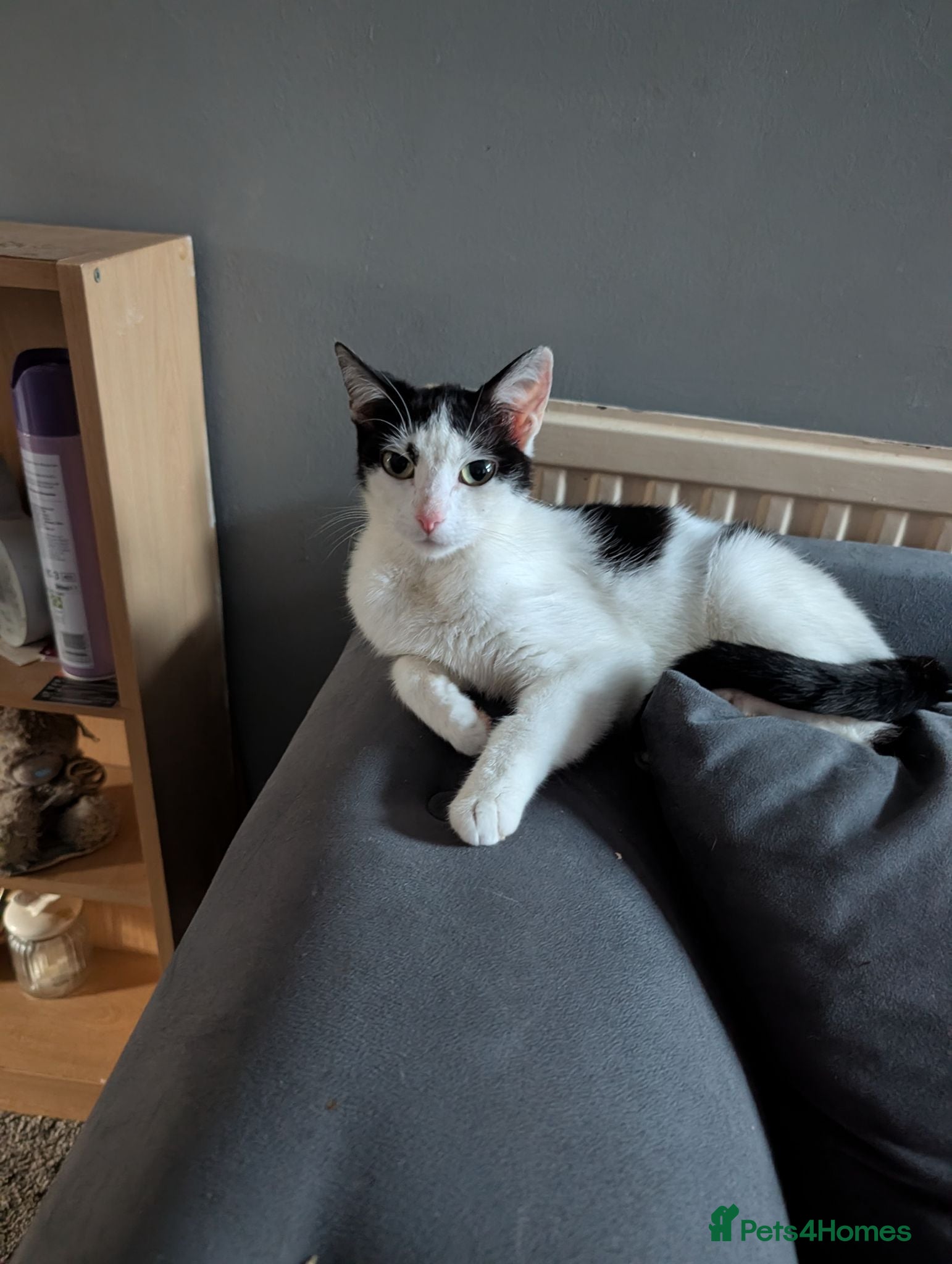 Mixed Breed cats Beautiful kittens - Advert 4