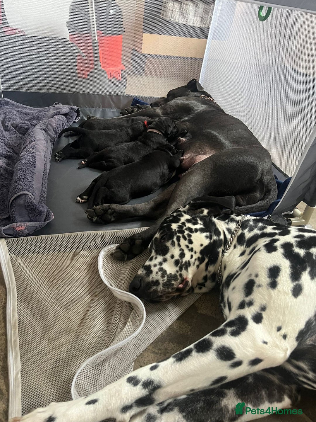 Mixed Breed dogs for sale: Cane corso X Dalmatian - Corsomatian  - Image 11