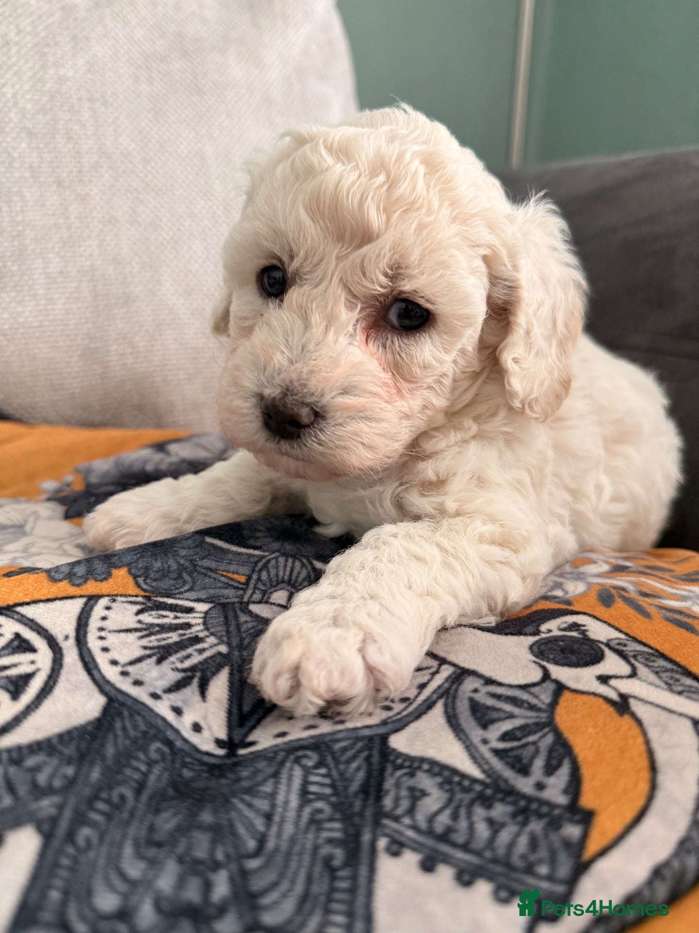 Poochon dogs Two stunning F1 poochon males avaailable - Advert 5
