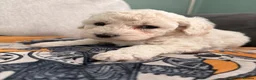 Poochon dogs for sale: Two stunning F1 poochon males avaailable in Saint Helens - Advert 5