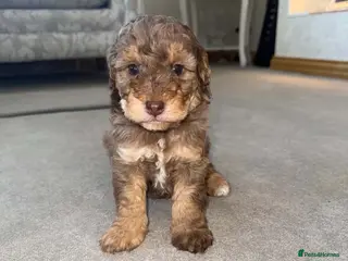 Cockapoo dogs Cockapoo puppies - Advert 1