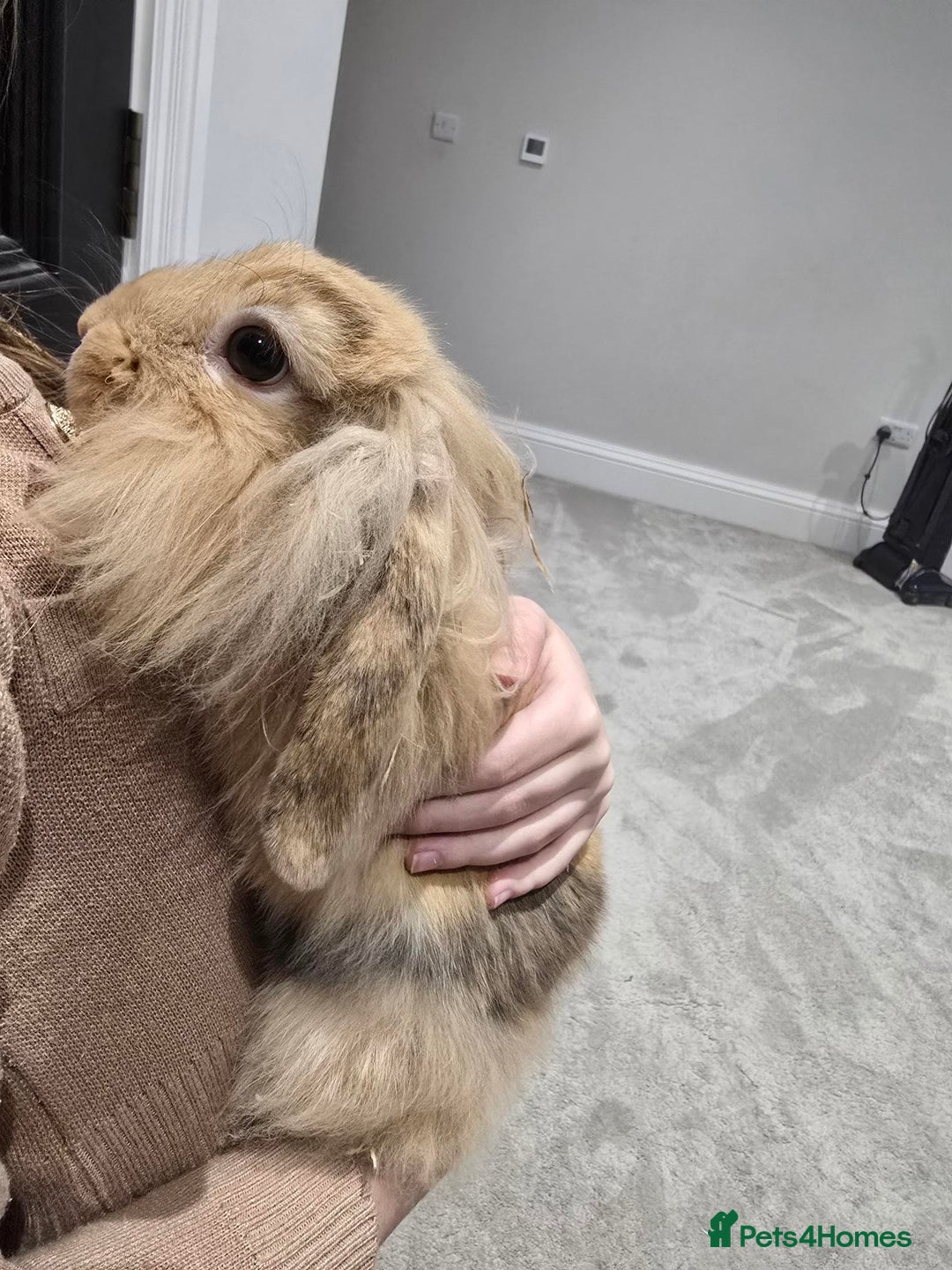 Mini Lion Lop rabbits for sale: Muffin Is for Sale - Advert 2