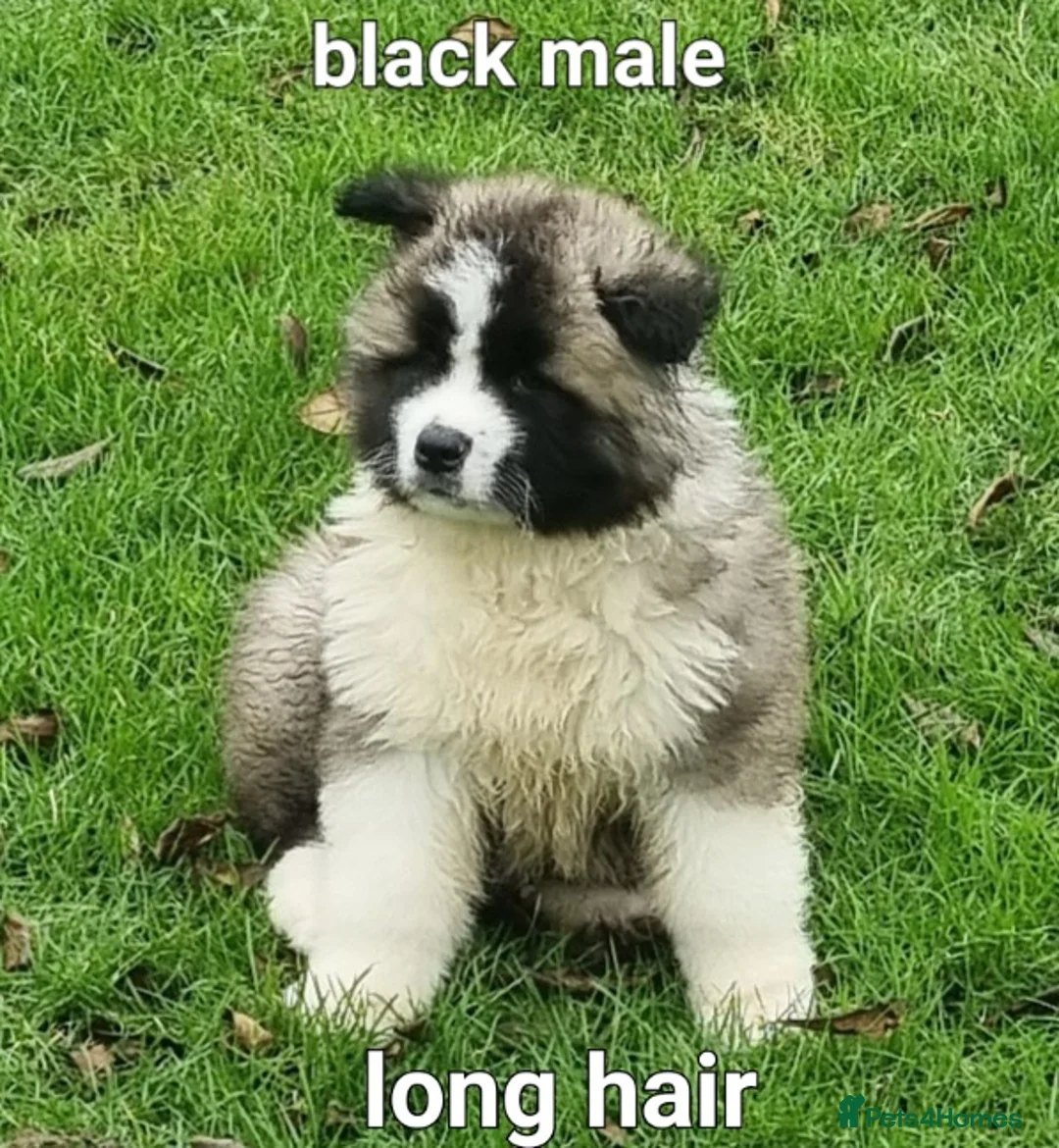 Akita dogs for sale: 9 weeks old Akita pups READY  - Advert 2
