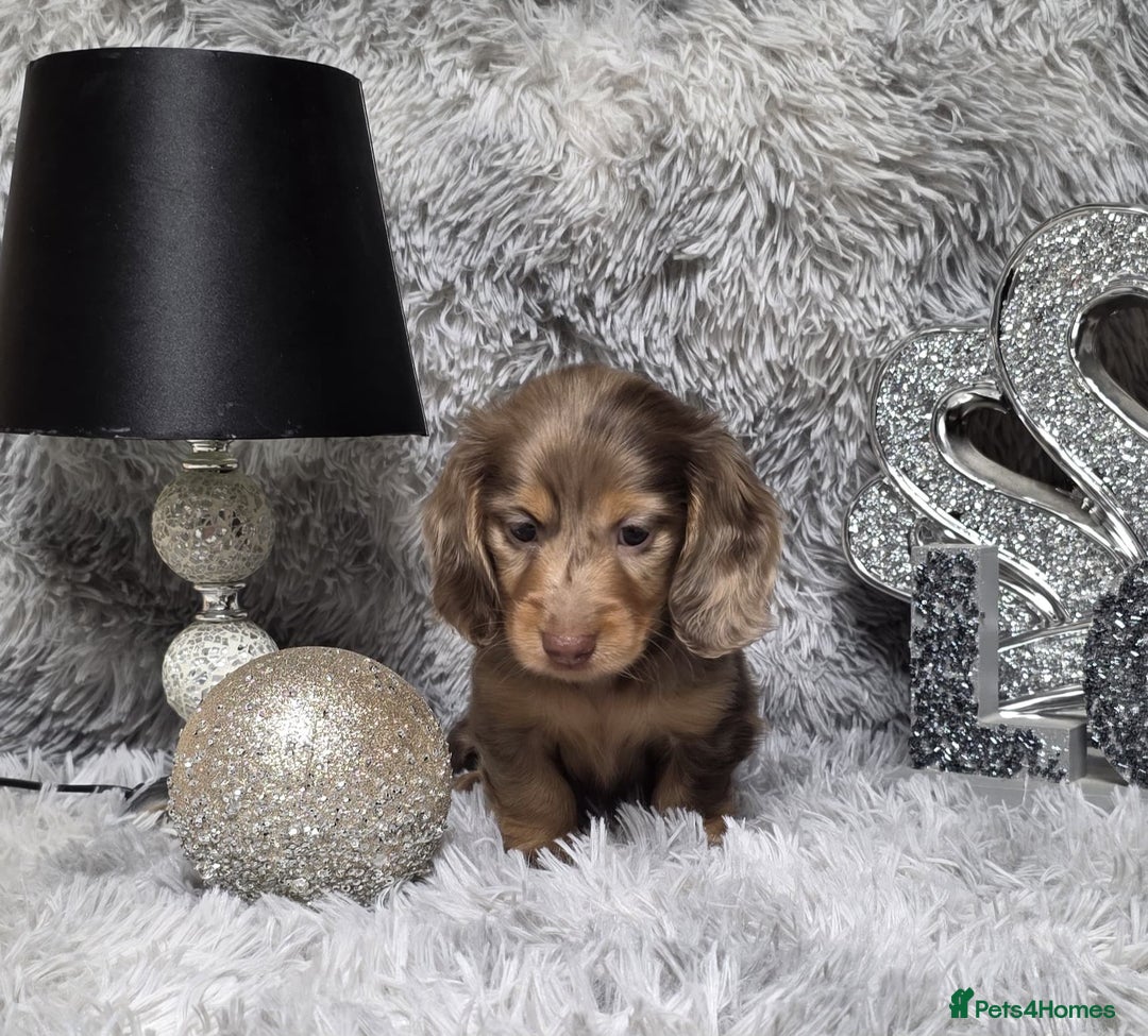 Miniature Dachshund dogs for sale: Adorable KC long coat boys available  - Advert 20