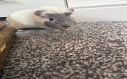 Guinea Pig rodents for sale: 2 male guniepigs and cage   - Image 2