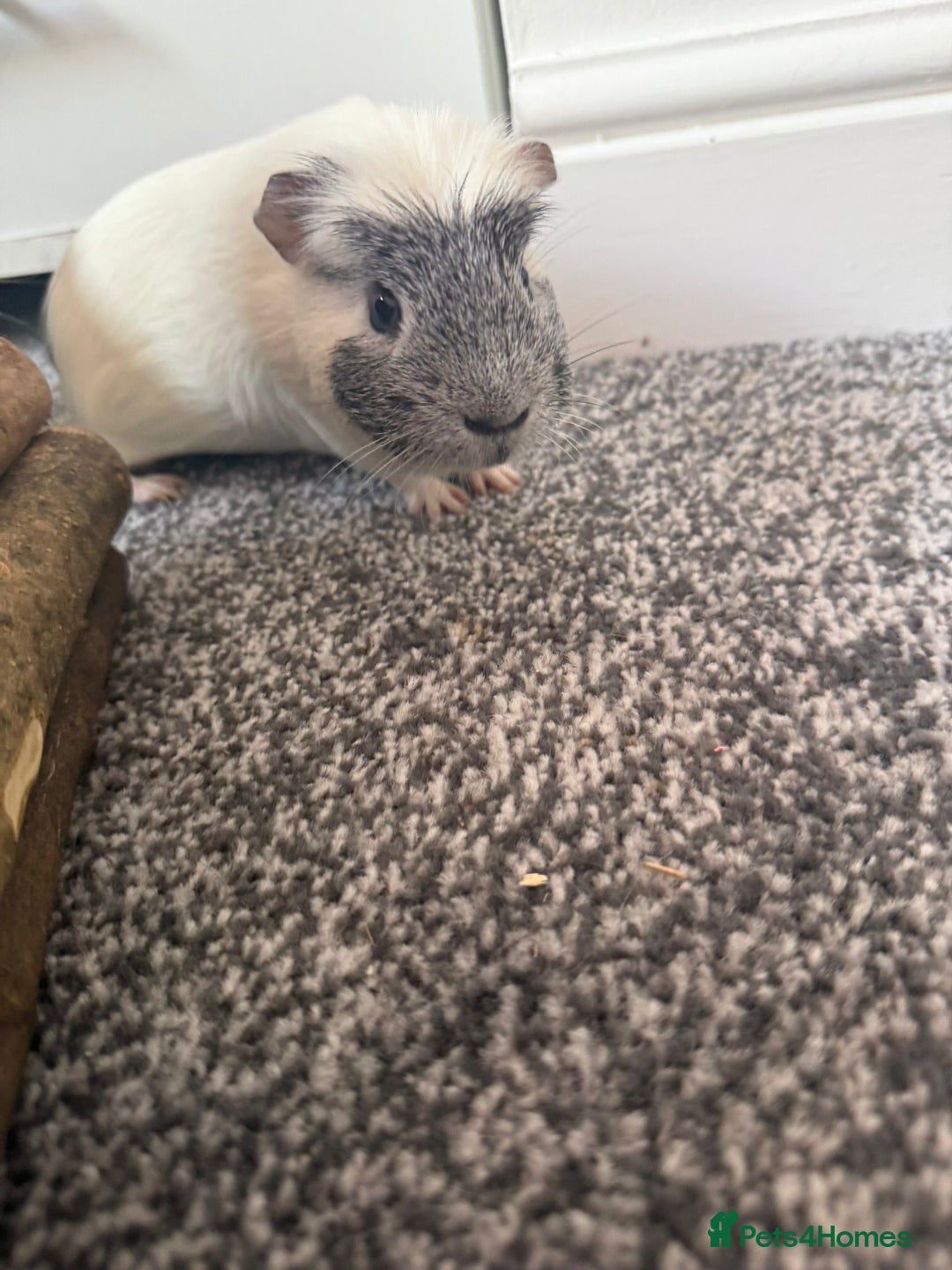 Guinea Pig rodents for sale: 2 male guniepigs and cage   - Image 2