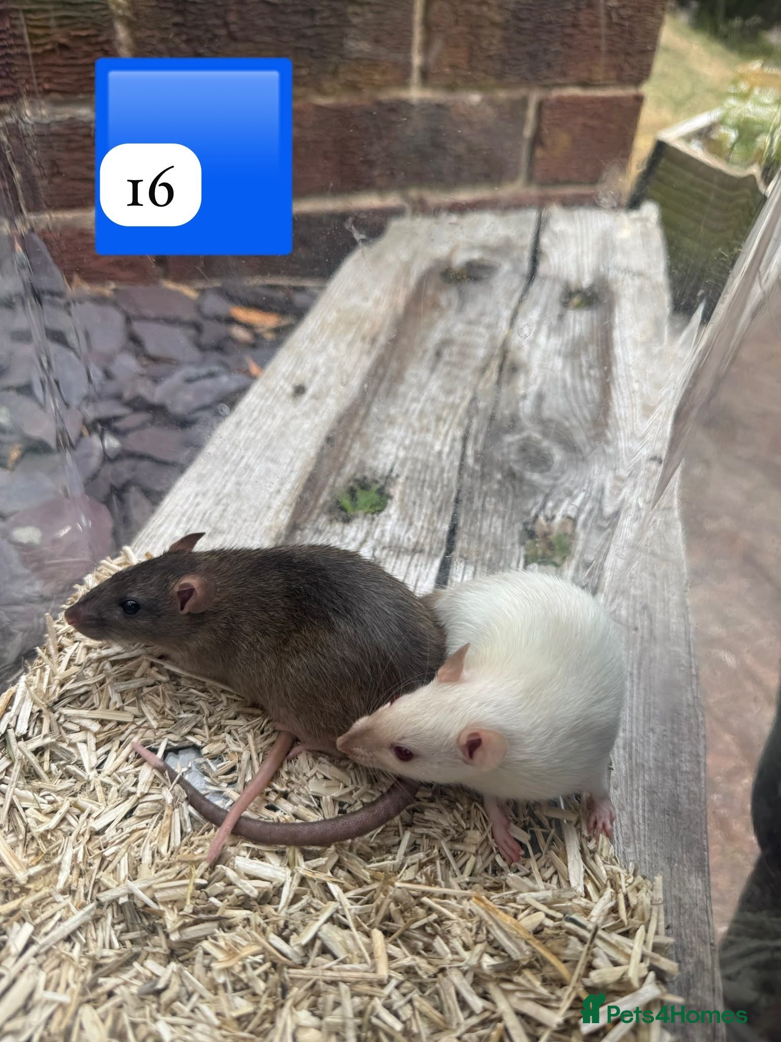 Rat rodents Dwarf and full size rats for sale, Sheffield - Advert 15