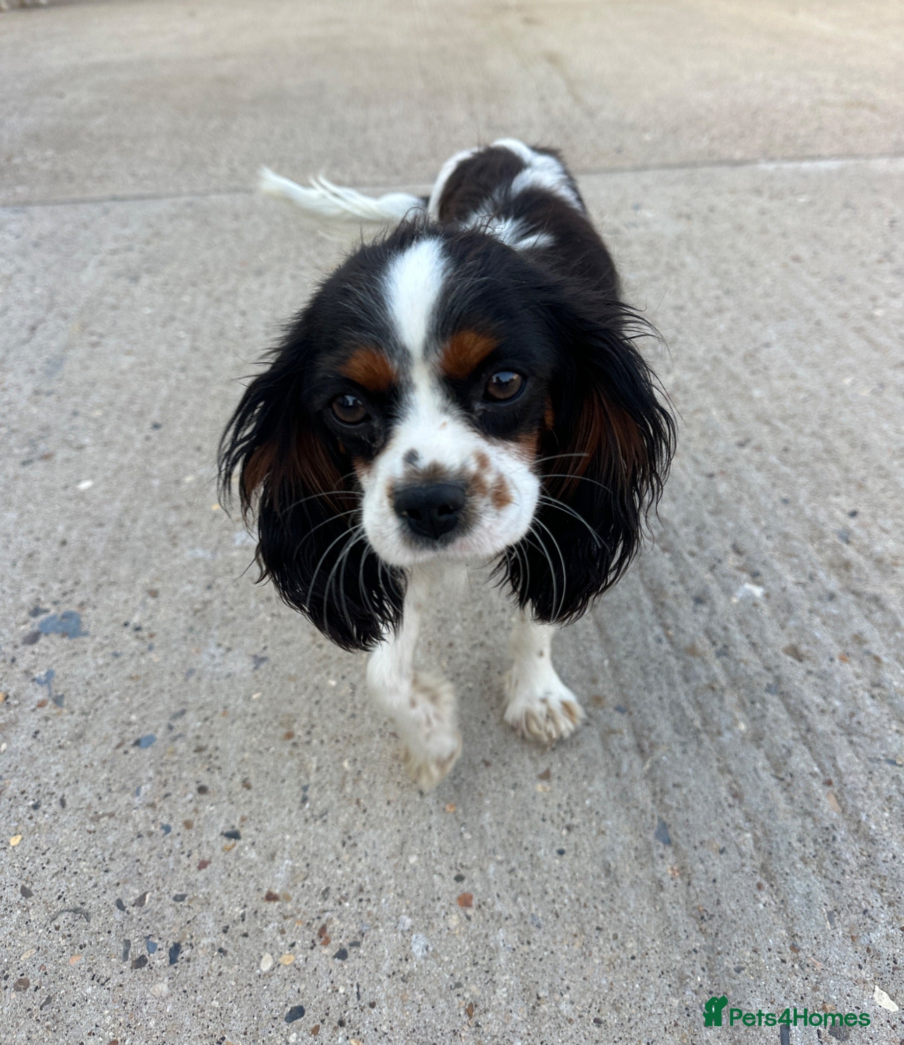 Cavalier King Charles Spaniel dogs Tri colour King Charles Cavalier - Advert 15