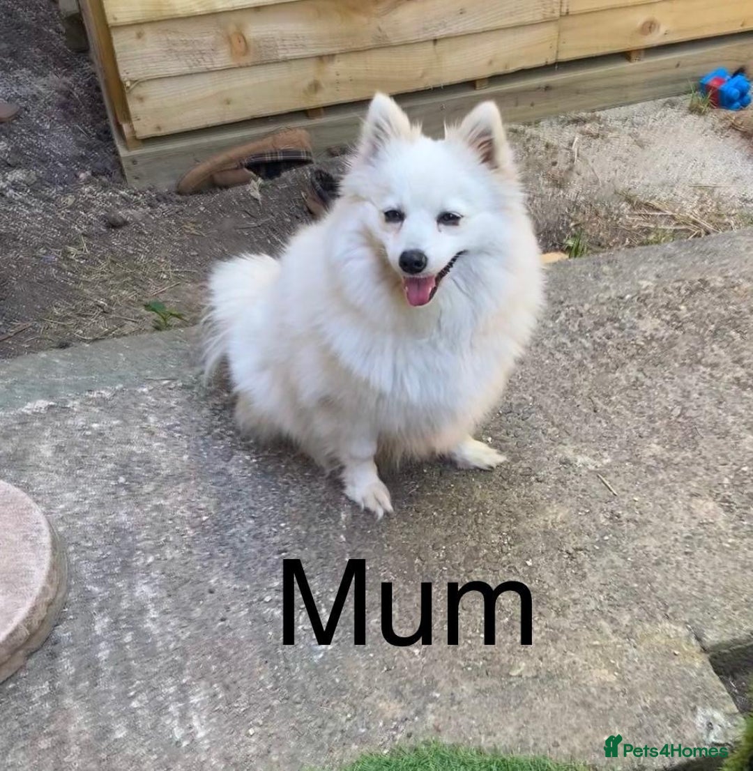Japanese Spitz dogs for sale: Beautiful Japanese Spiltz - Image 7