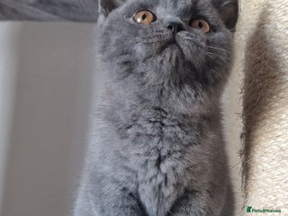 British Shorthair cats - Advert 36