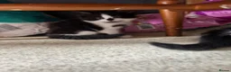 Mixed Breed cats for sale: Four Kittens for Sale - Advert 9