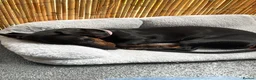 Miniature Dachshund dogs for sale: 7 Month Needs Rehoming ASAP - Advert 3