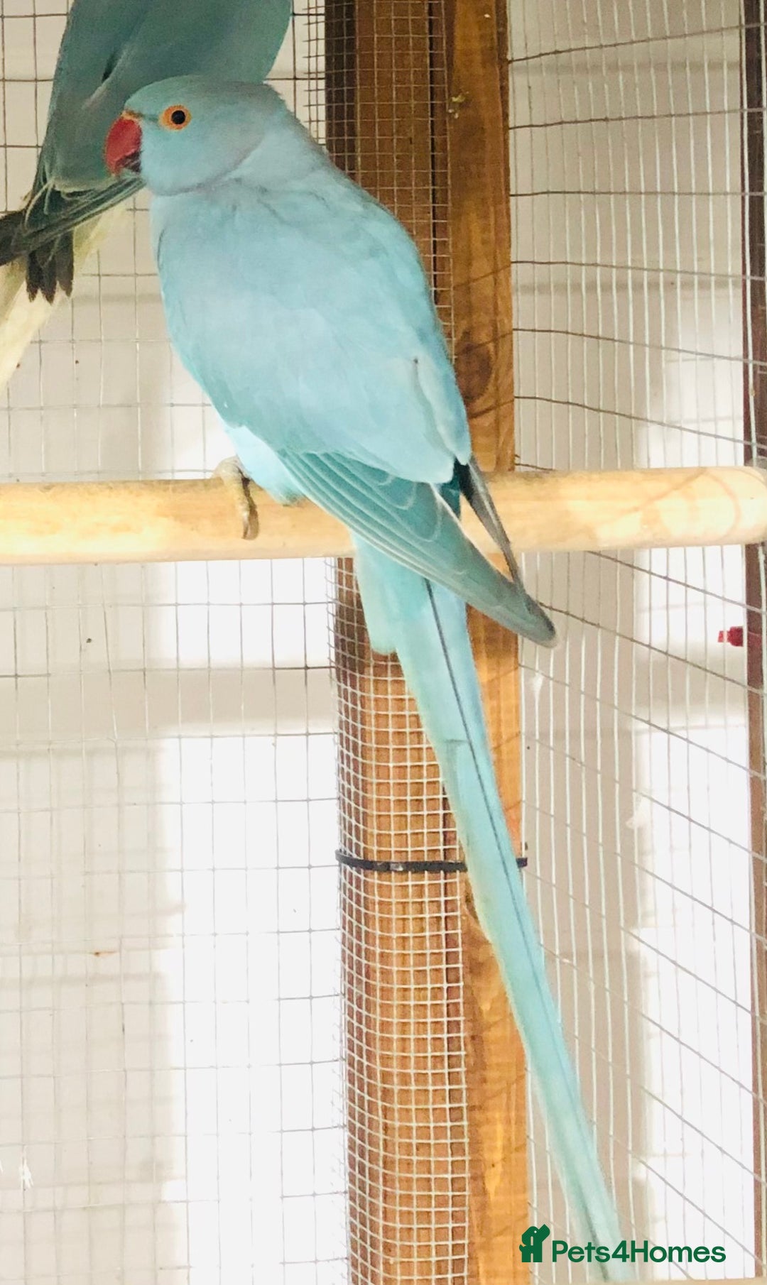 Ringnecks birds for sale: Beautiful coloured ringneck parrots for sale. - Advert 6