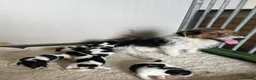 Jack Russell dogs for sale: 5 adorable Jack Russell puppies 🐶❤️ - Advert 23