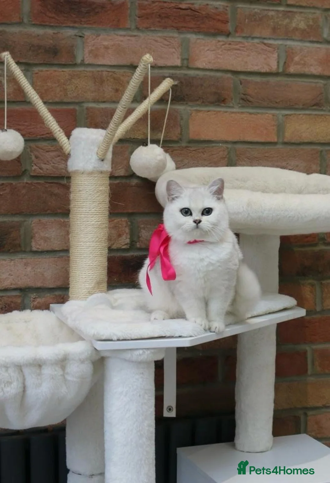 British Shorthair cats for sale: Champion Line GCCF Reg. Chinchilla British SHair - Advert 9