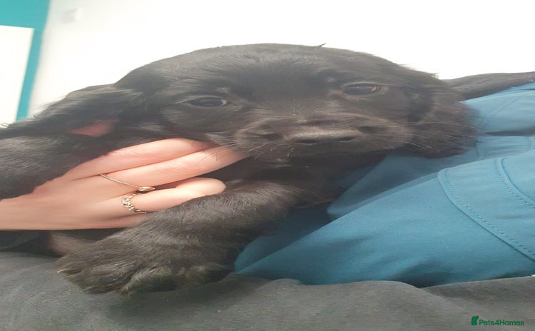 Cocker Spaniel dogs 2 Males Remaining**Working Cocker Spaniel Pups - Advert 10