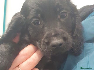 Cocker Spaniel dogs 2 Males Remaining**Working Cocker Spaniel Pups - Advert 6