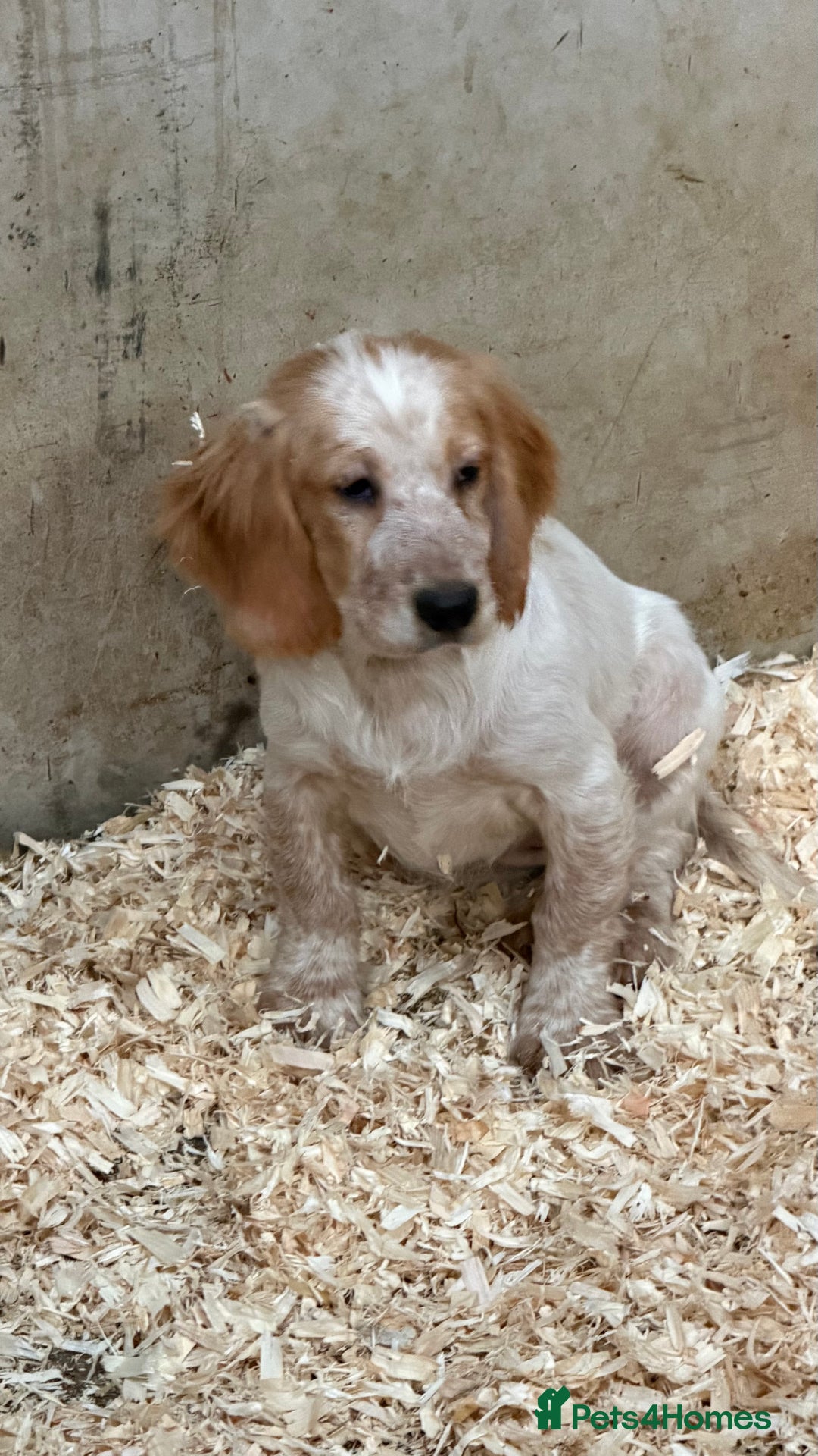 Sprocker dogs for sale: 4 Sprocker Spaniels  - Advert 1
