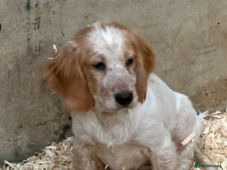 Sprocker dogs 4 Sprocker Spaniels - Advert 1