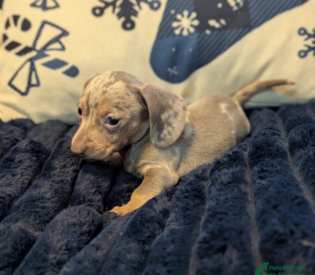 Miniature Dachshund dogs for sale: Miniature Isabella dapple  - Advert 1