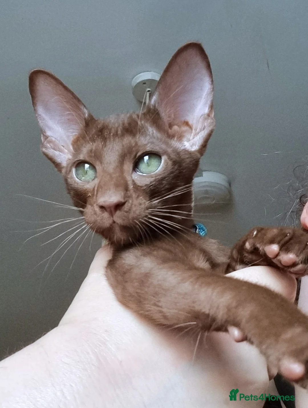 Oriental cats for sale: Male Chocolate Havana Brown Oriental  - Advert 1