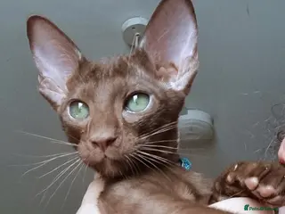 Oriental cats Male Chocolate Havana Brown Oriental - Advert 1