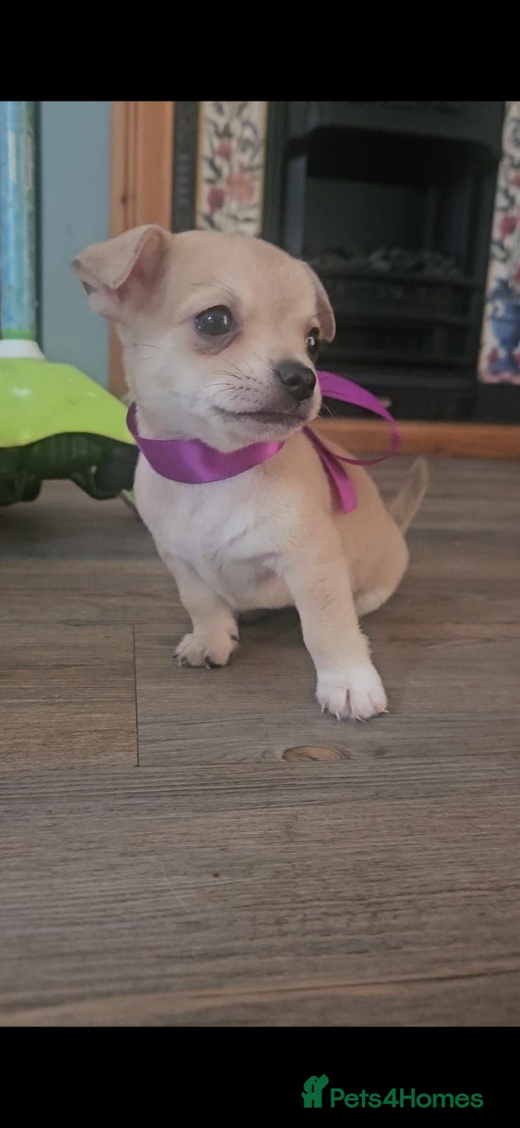 Chihuahua dogs Short haired chihuahuas  - Advert 10