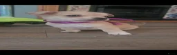 Chihuahua dogs for sale: Short haired chihuahuas  - Advert 1