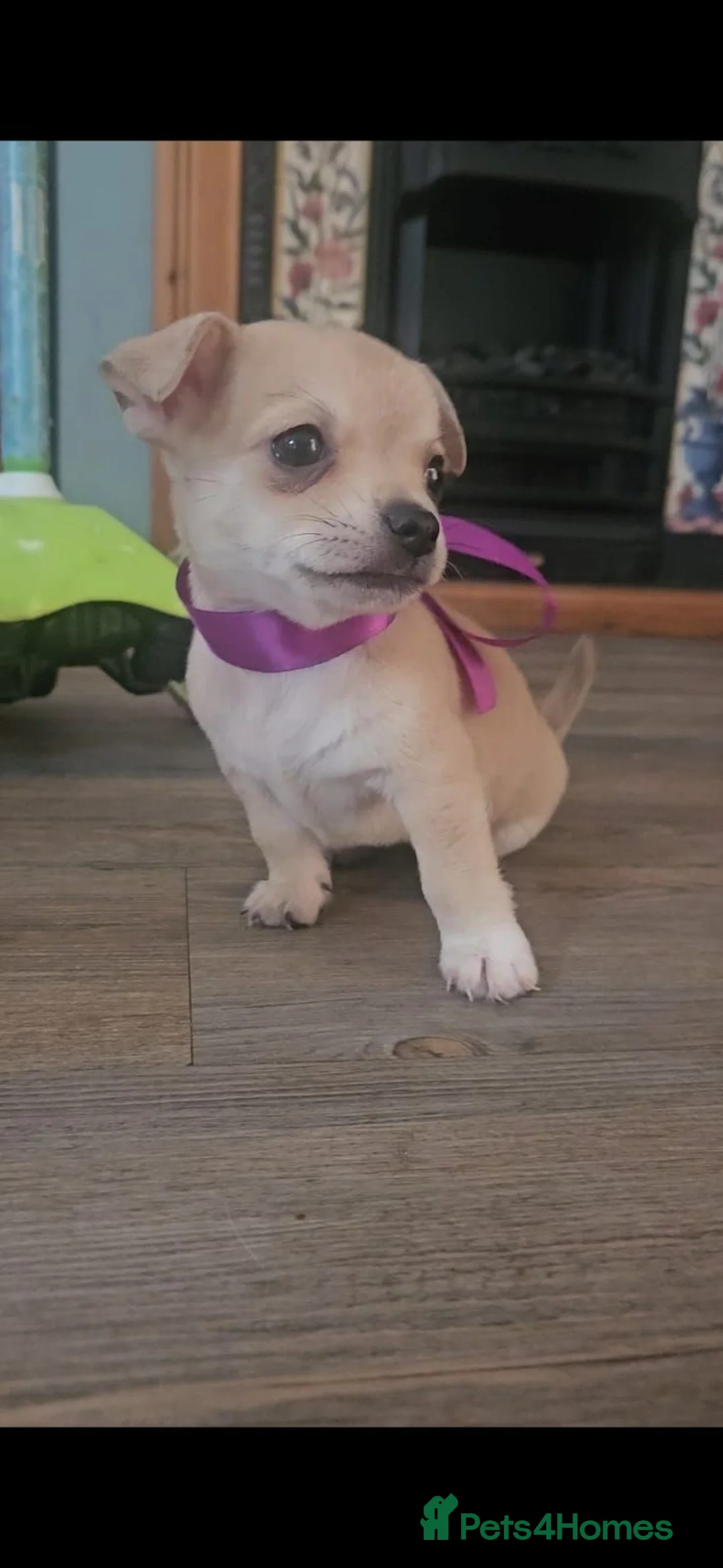 Chihuahua dogs for sale: Short haired chihuahuas  - Advert 1