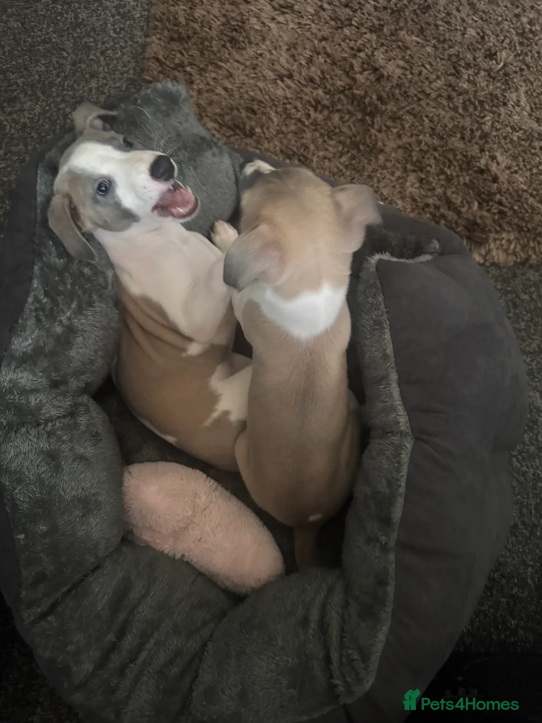 Whippet dogs for sale: KC Reg Bitch Blue/Fawn & White - Advert 4