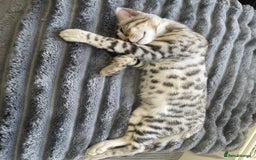 Bengal cats for sale: Mr White — The Last Bengal Standing! - Image 4