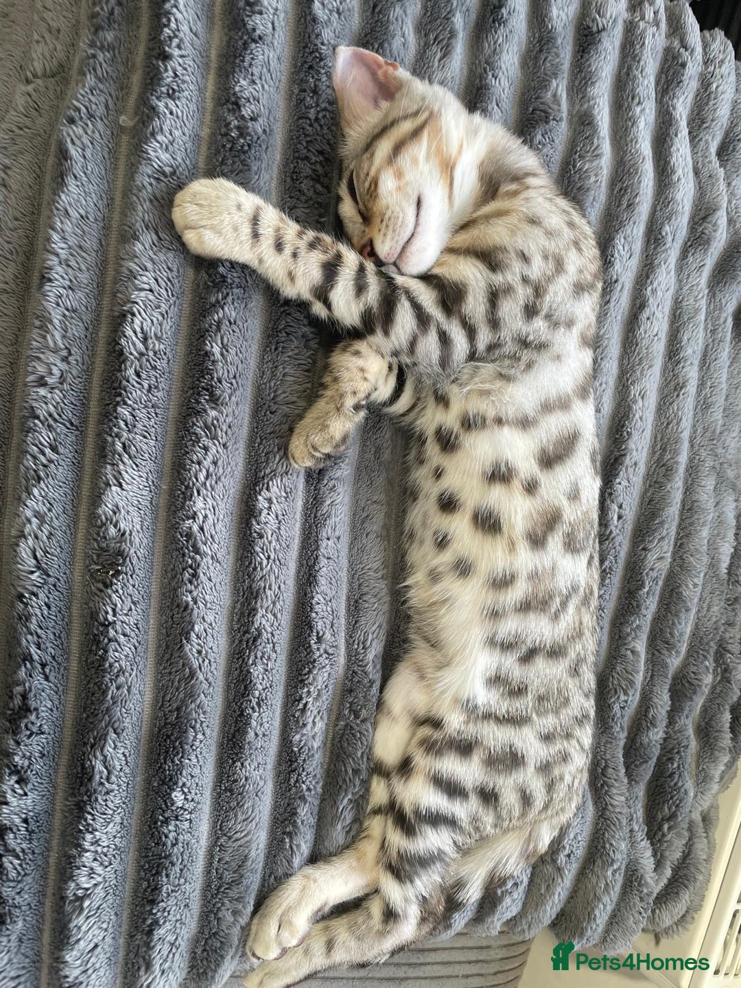 Bengal cats for sale: Mr White — The Last Bengal Standing! - Image 4