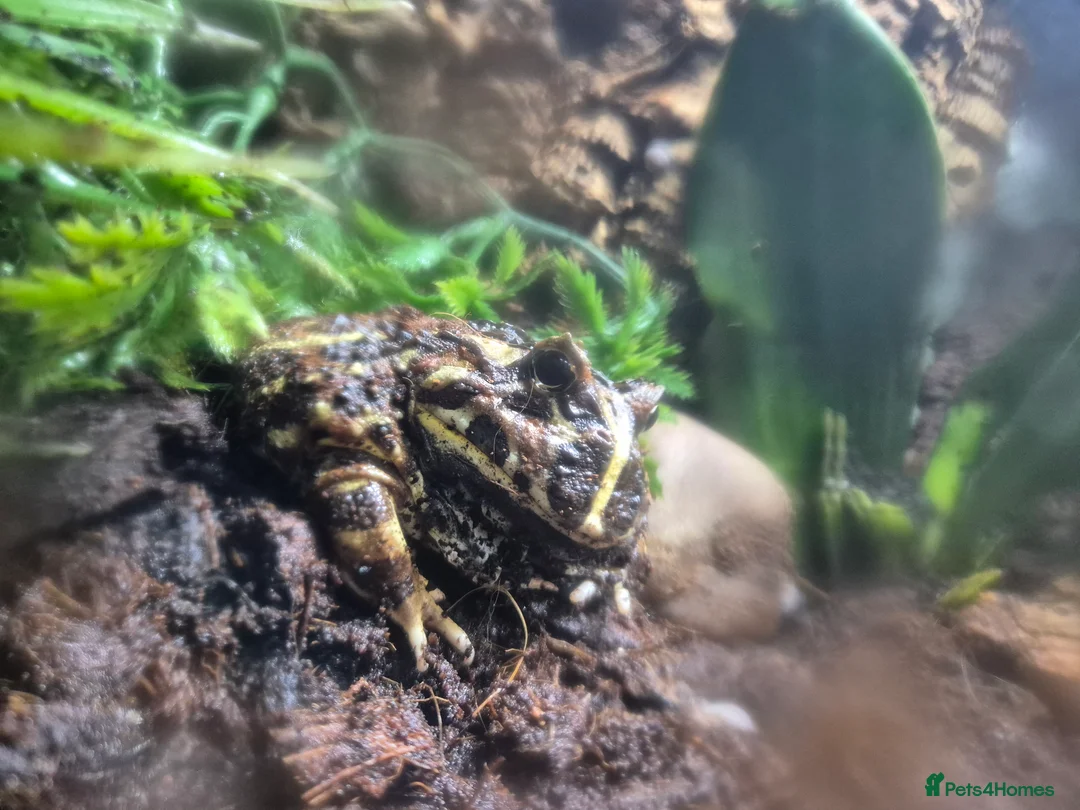Frog reptiles for sale: Pacman and chubby frogs looking for new homes  in Saxmundham - Advert 2
