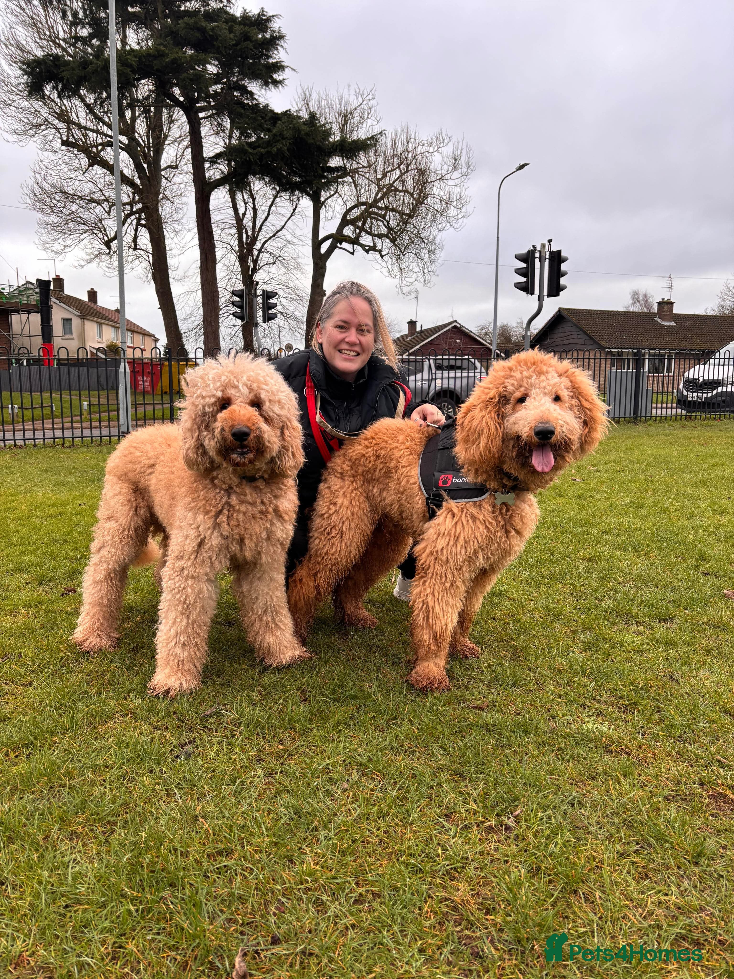 Goldendoodle dogs Goldendoodle Standard size (proven)  in Manchester - Advert 1