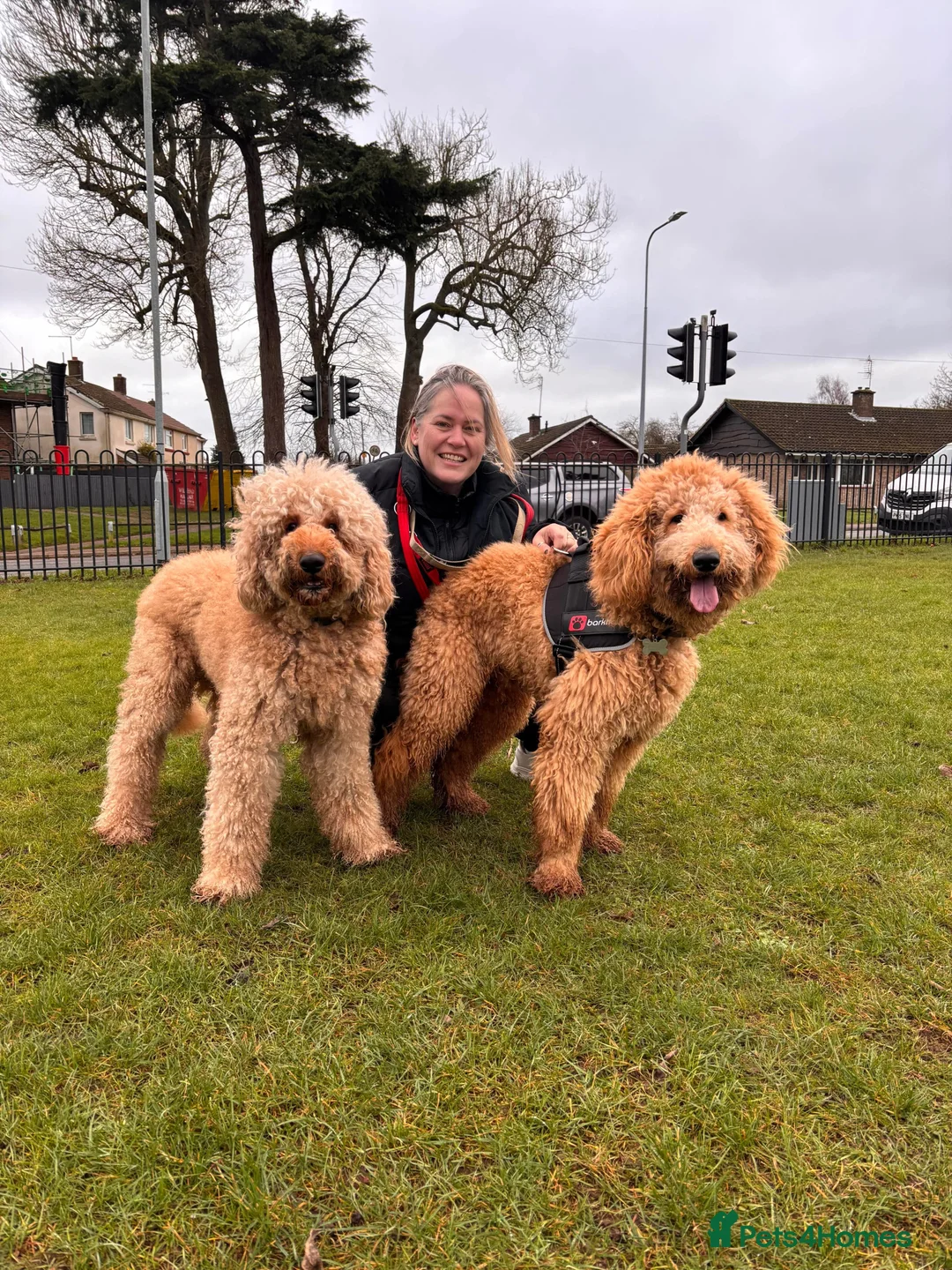 Goldendoodle dogs for stud: Goldendoodle Standard size (proven)  in Manchester - Advert 1