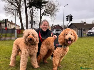 Goldendoodle dogs Goldendoodle Standard size (proven) in Manchester - Advert 3