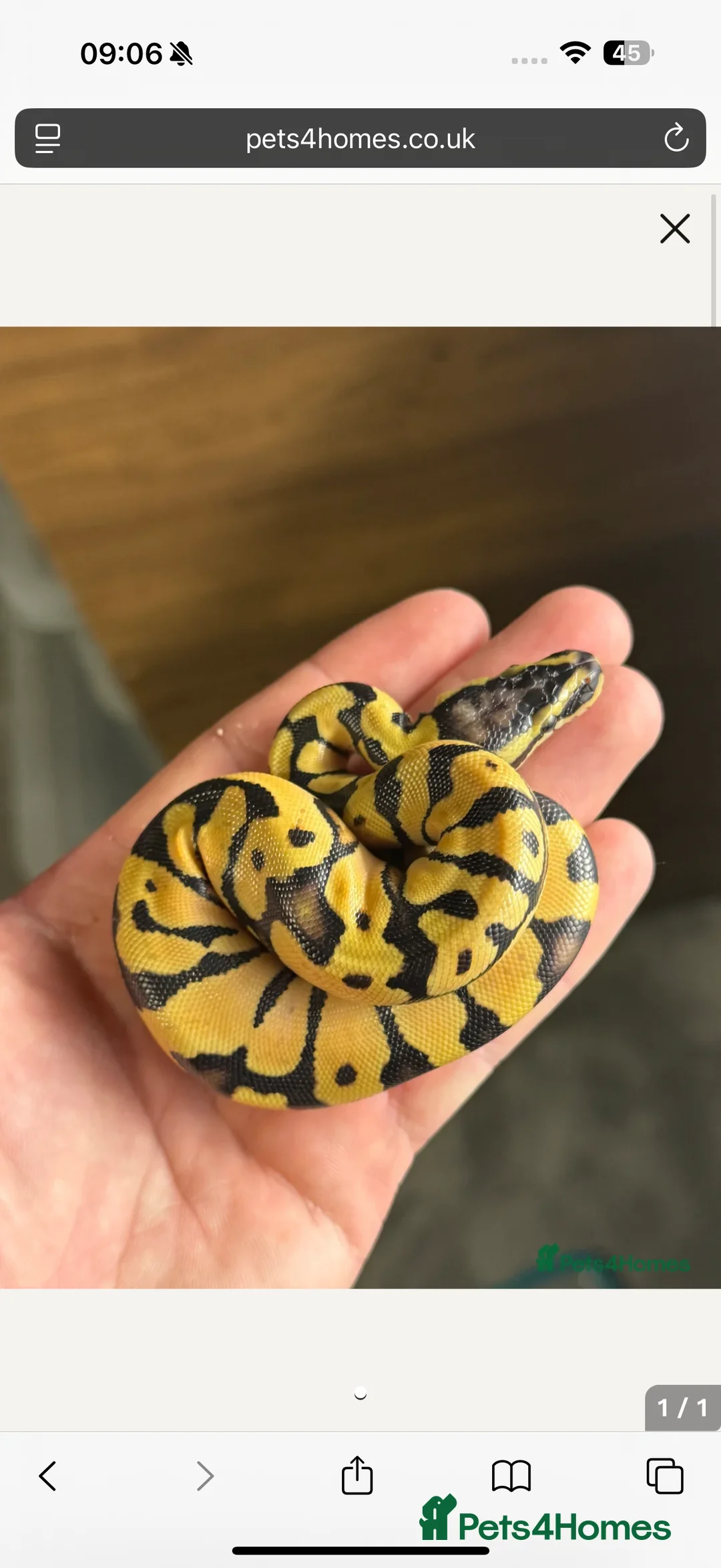 Python Snake reptiles for sale: Super Pastel Enchi Het pied - Advert 1