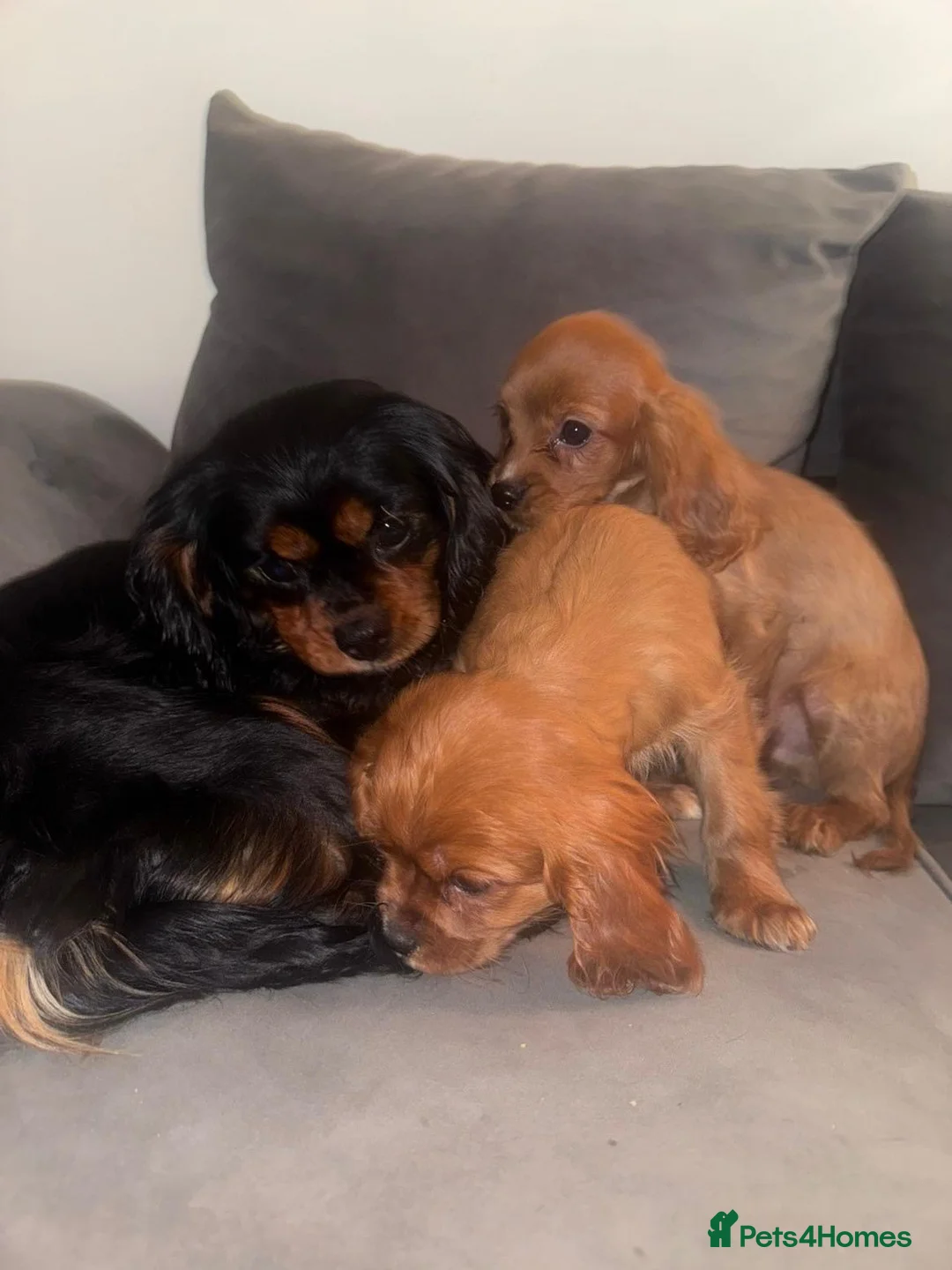 Cavalier King Charles Spaniel dogs for sale: Cavalier King Charles Puppies - Advert 5
