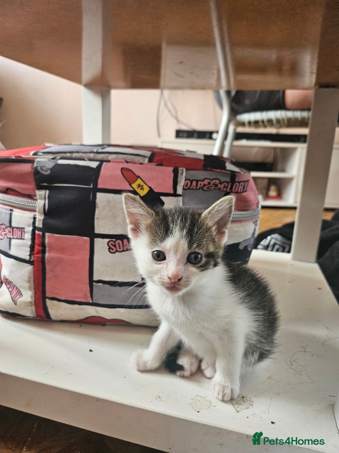 British Shorthair cats for sale: 3 kittens  - Image 10